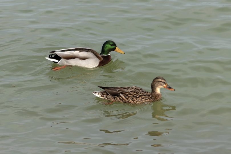 Top Des Oiseaux Visibles Sur Le Lac De Grand Lieu Lac De Grand Lieu