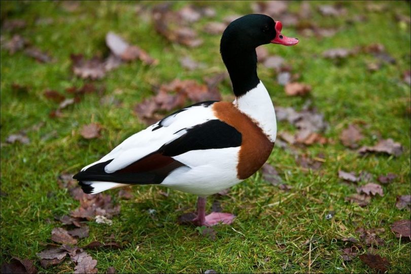 Top Des Oiseaux Visibles Sur Le Lac De Grand Lieu Lac De Grand Lieu