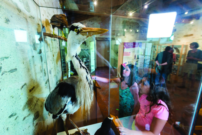 Oiseaux H.W - Abbatiale - Salle du Chauffoir - Valéry Joncheray