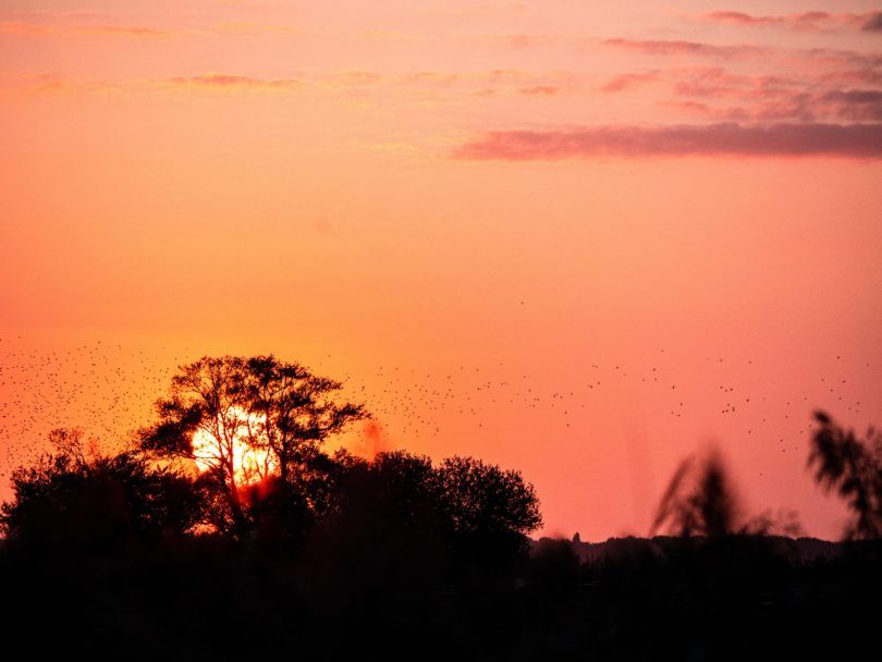 Visite Guidée - Observatoire Ornithologique - Lac de Grand-Lieu - Passay - Globe Blogueurs
